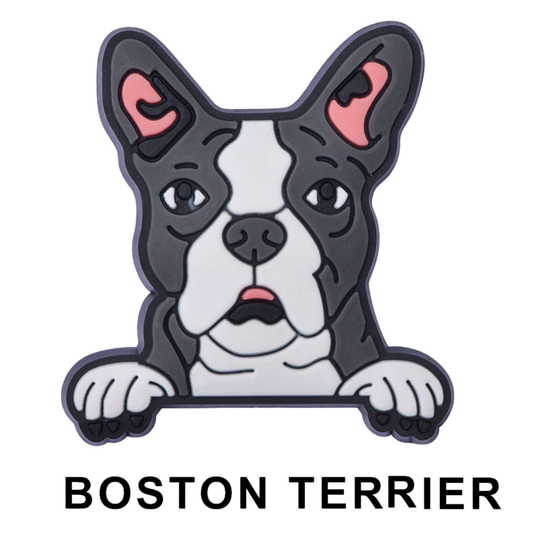 BOSTON TERRIER